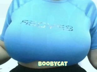 Boobycat