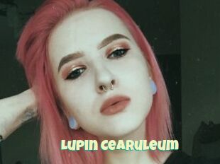 Lupin_Cearuleum