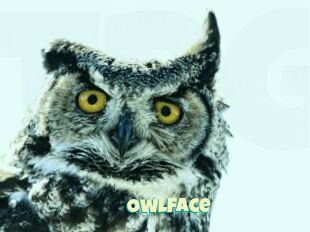 Owlface