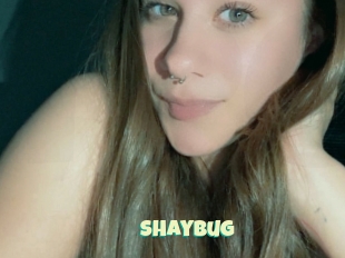 Shaybug